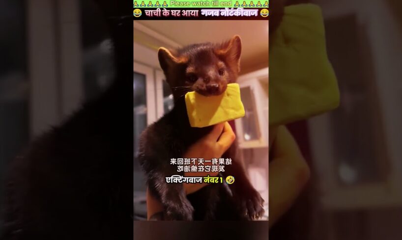 चाची के घर आया गजब नौटंकीबाज 🤦♀️ #animal #animals #animallover #animalrescue #dog