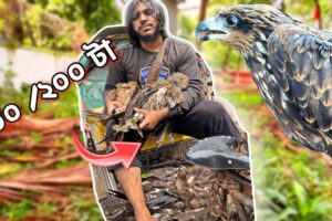 চিল পাখি উদ্ধার , ঝড়ে পরে গিয়েছে সব ।Animal Rescue