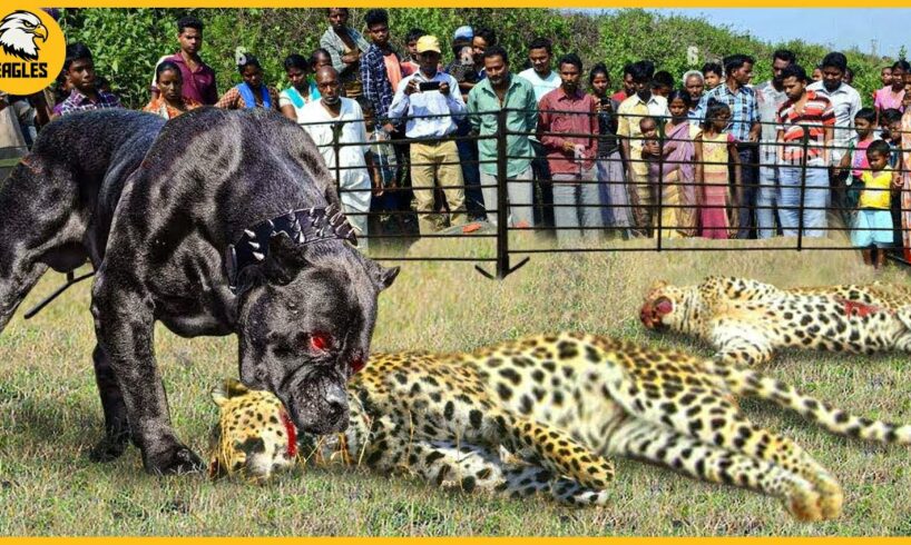 15 Moments When Hungry Leopards Broke Into People's Houses to Hunt Dogs | Animal Fight