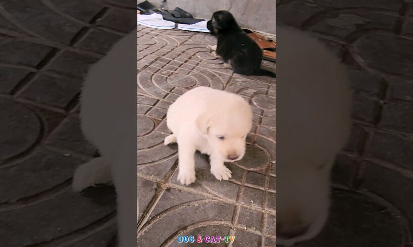 cute puppies 🐶 #shorts