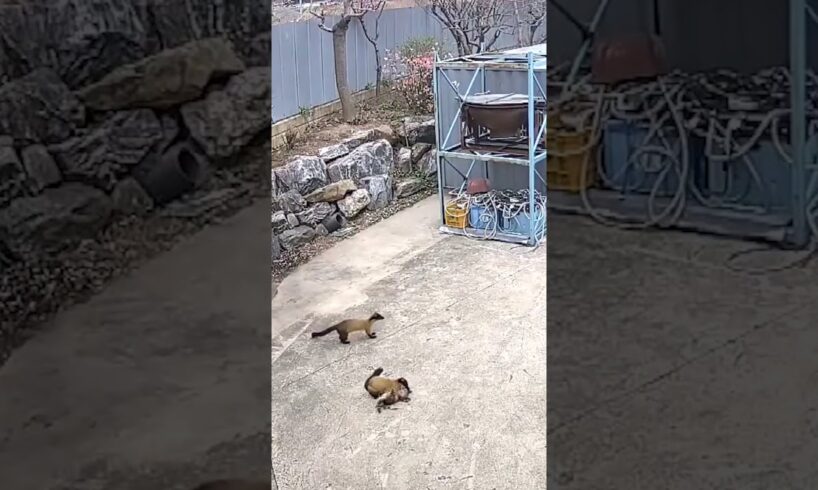 Animal Fights #animalfights #animals #animalattack #shorts