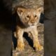 Attitude...The lion king whatsapp full status......