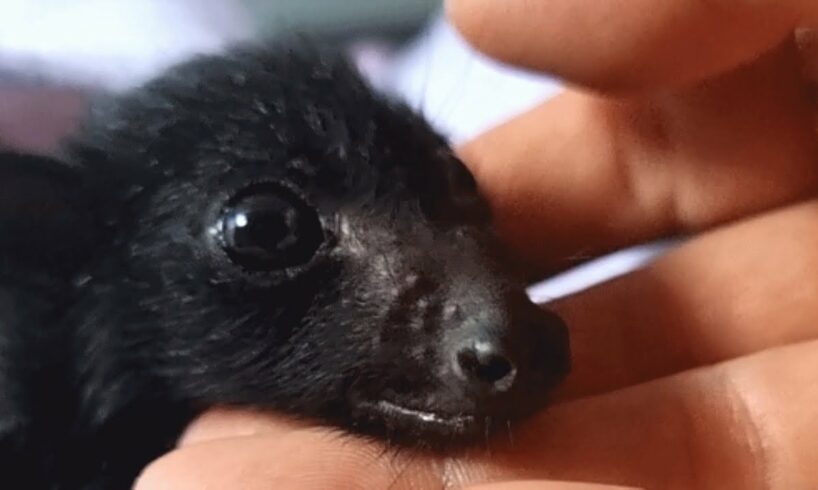 Bat acts like a dog, demands belly rubs