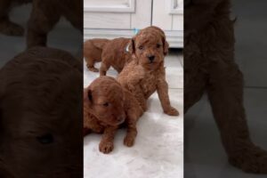 CUTE PUPPIES!♡