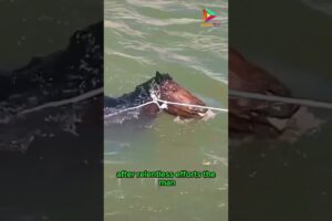 Courageous Rescue #animals #rescue #horse #shortvideo #shorts