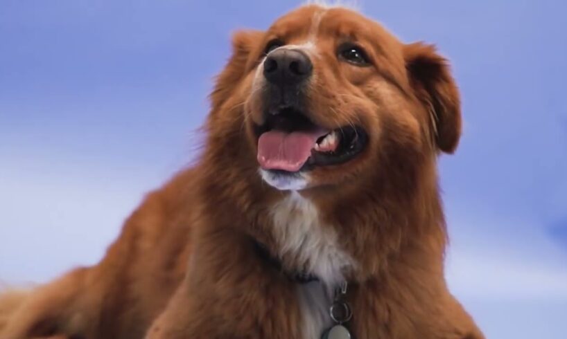 Cute Puppies & Dogs Stealing Our Hearts - Episode 1