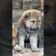Cute Puppies #dog #puppy #pet #short #4k