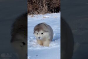 Cute puppies❤️🧡💛💚💙💜🖤🤍🤎💕💞💓💗💖💘💝 #malamute #alaskanmalamute #dog