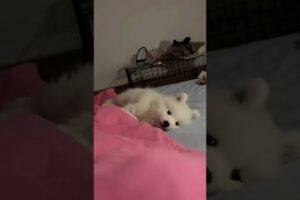 Cute puppies 😍🐶🐶 #samoyedpuppy #sweetdog #dog