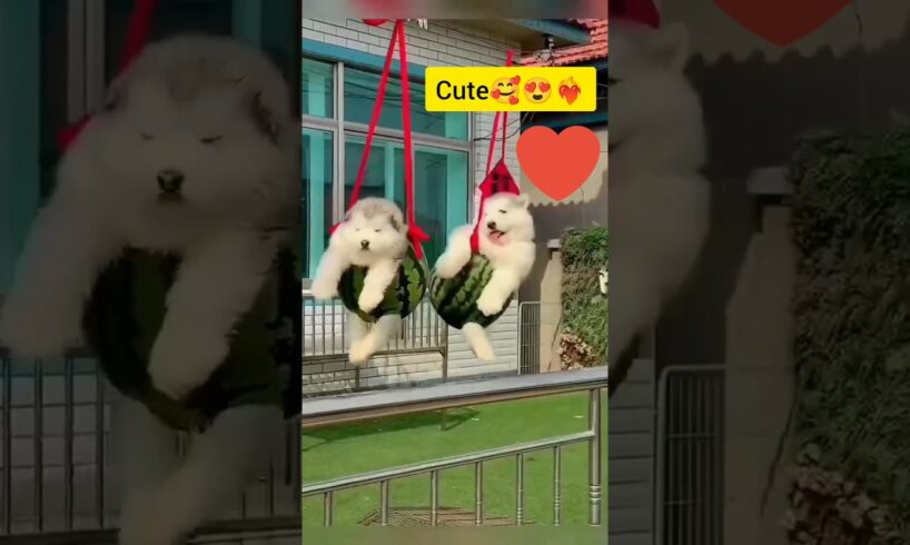 Cute puppies 😍❤️🔥#viral #status #trending#reels #love #whatsappstatus #voiceless #viralshorts