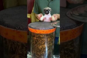 Cute puppy playing heartbeats | cute puppy | pug dog  | #viralvideo #shorts #foryou