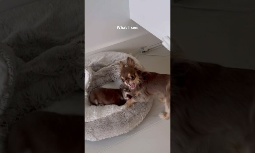 Cutest Puppy Transformation ๐๐ฅน / But chihuahuas are like forever puppies, right?? ๐ค
