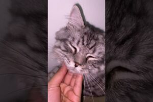 Cutest kitten!🥺🫶🏻 #foryou #cat #kittenoftheday #youtubeshorts #catlover #kittyoftheday #babycat