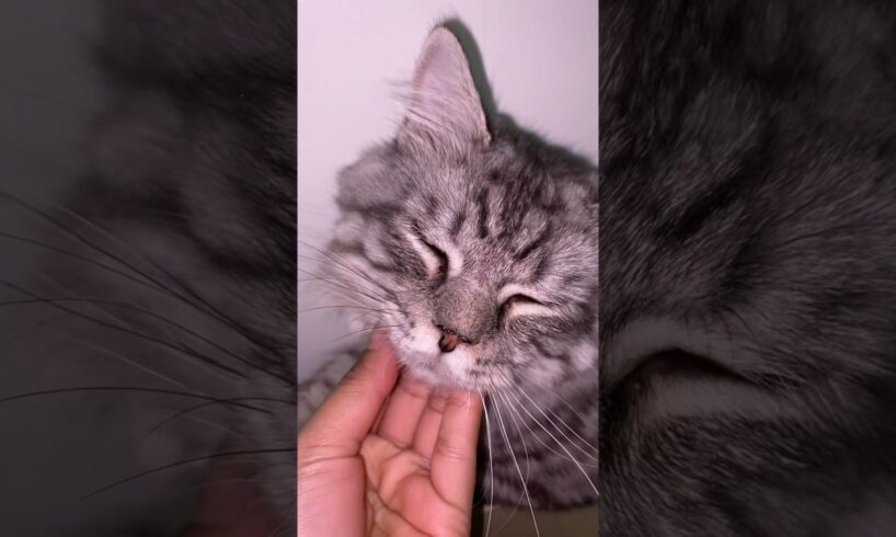 Cutest kitten!🥺🫶🏻 #foryou #cat #kittenoftheday #youtubeshorts #catlover #kittyoftheday #babycat