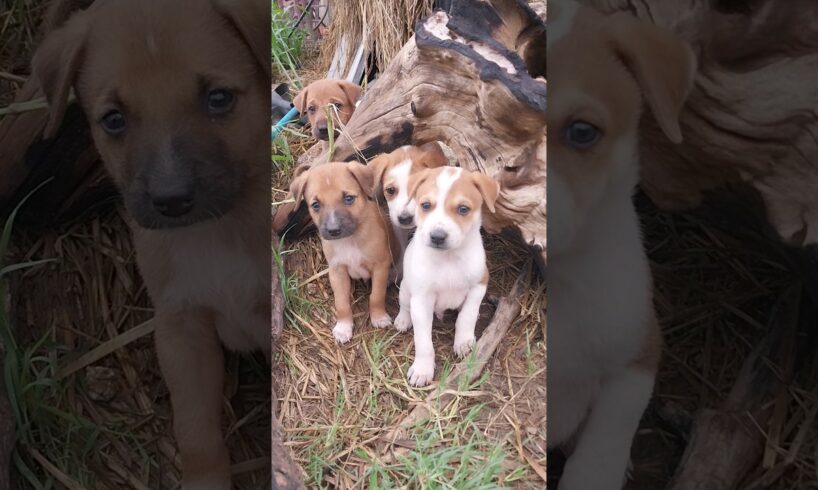 Cutest puppies | Watch these cute pups in action! #agriculture #farming #dog #doglover #shorts