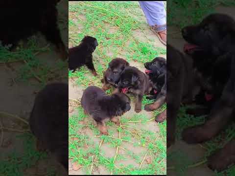 Cutest puppies playing | German Shepherd Dogs | #peshawardogcenter #animals #dog #pets #puppy #cute