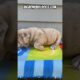 Cutest puppy you’ll see all day! 8134380675 #shortsdog #bulldog #puppies English Bulldog puppy