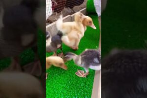 Ducklings playing time🦆
