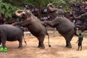 Elephants Dance At Dehiwala National Zoo (Sri Lanka) | Wildlife | Animals | Animal dance