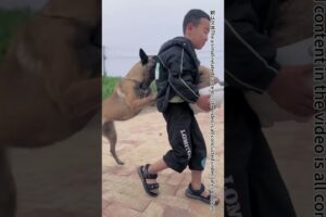 Emergency Rescue Dog Emergency Rescue, Awesome!#Shorts