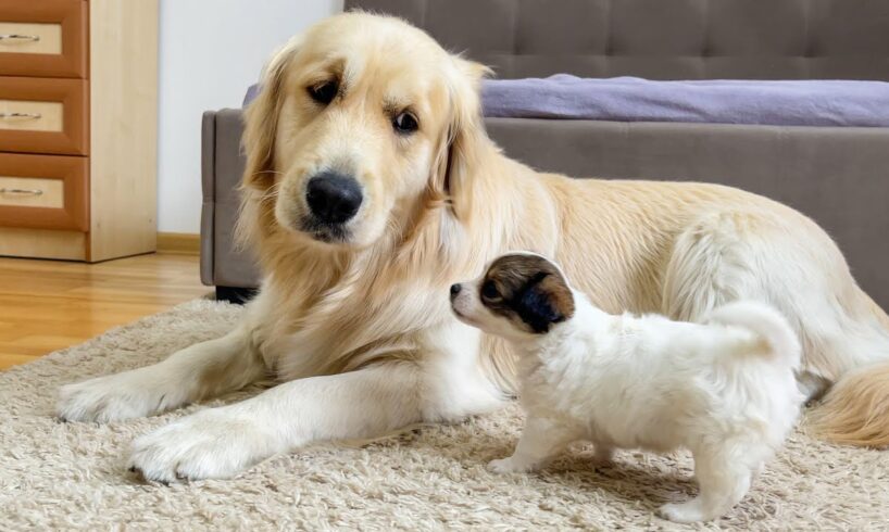 Funny Golden Retriever Reacts to a Tiny Puppy [Cutest Ever]