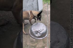 Great Emergency Rescue Dog Mother, The First To Find Her Child In Danger#Shorts