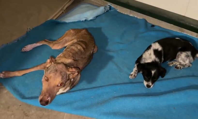 I found People who Know little Daisy’s Owners! - Takis Shelter