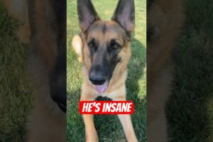 Insane GSD ruins the moment 🐾 #dogs #germanshepherd #cute #puppies