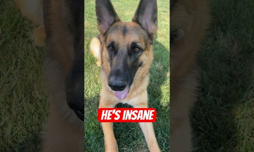 Insane GSD ruins the moment 🐾 #dogs #germanshepherd #cute #puppies