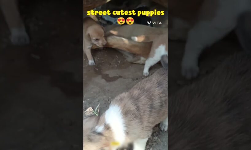 Kallu dog | street cutest puppies🥰😍  @Lovelypuppy_1 #shorts #streetdogchannel #kalludog #puppies