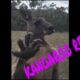 Kangaroo finds Australian man's home, wants revenge!