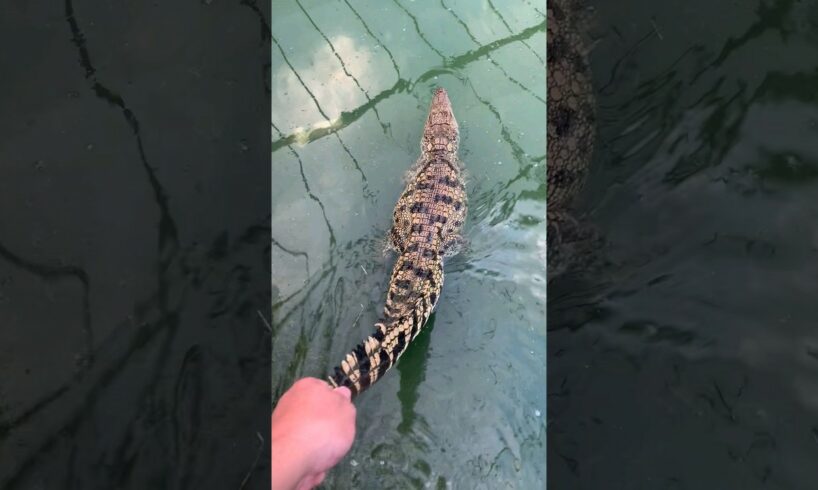 Man Playing with Baby Crocodile #crocodilefarm #crocodile #viral #animals #greenpark #farmlife