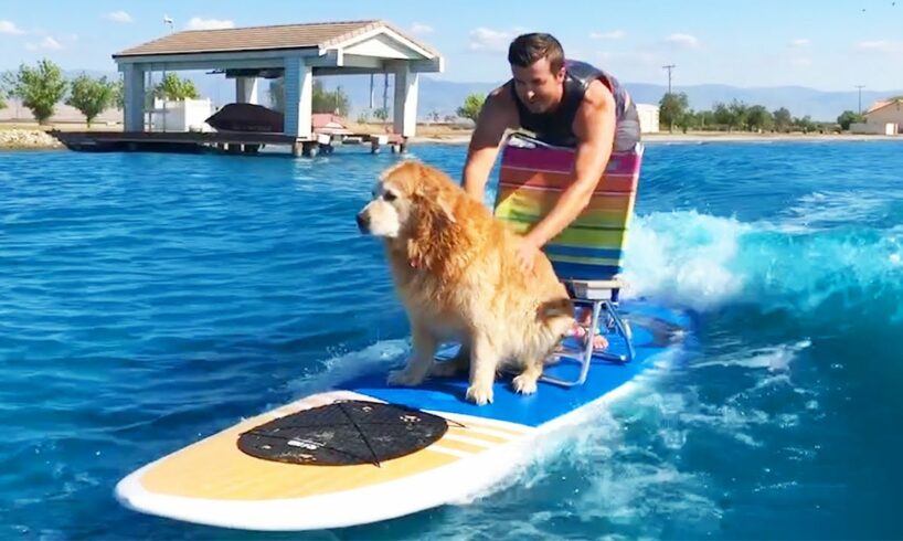 Man Surfs With Dog And More | Summertime Adventures