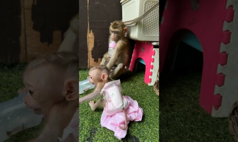 Mario like play with baby #viral #monkey #youtube #cute #animals #shorts #love #pets #usa #funny