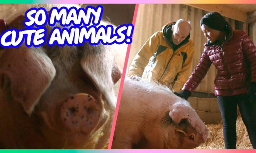 🐑 Meeting the Rescued Animals of Brook Farm Animal Sanctuary | Genesis Butler