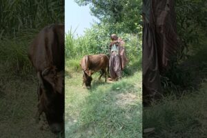 Oh no this Donkey ate playing with the boy and each other #shorts #viral