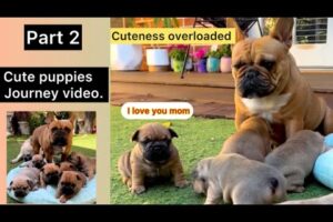 Part 2 - Our French Bulldog Gave Birth To 6 Cute Puppies | Watch Their Journey From Day 20- Day 60❤️