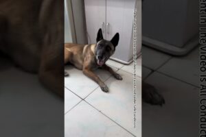 Phone Accidentally Catches Fire, Emergency Rescue Dog Takes Action#Shorts