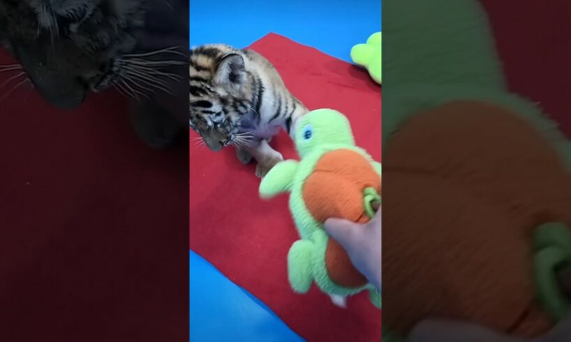 Playful tiger not in play mood