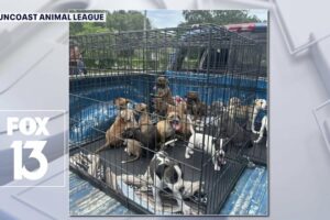 Rescue group saves puppies left at gas station