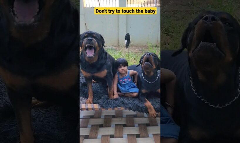 Rottweiler with baby | dog shorts | #shorts #short #viral #dog