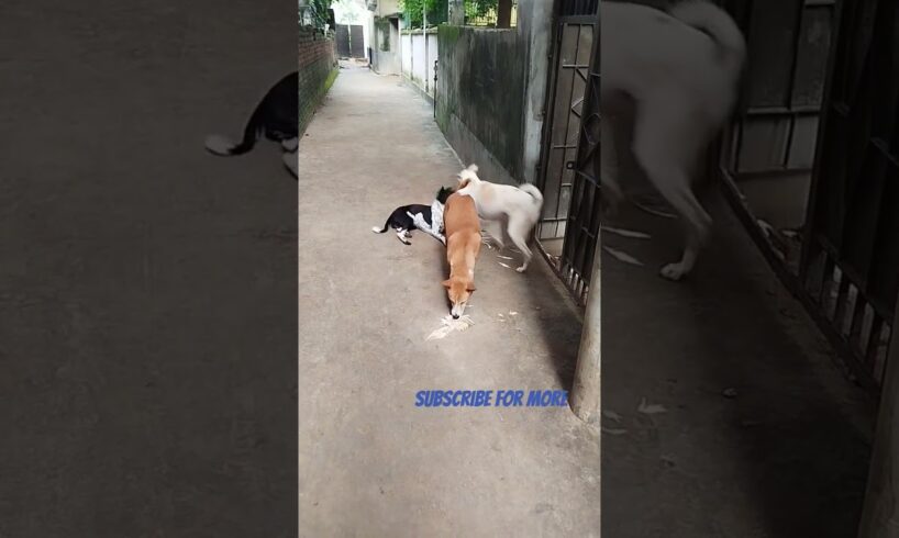 Street dog fights over discarded chicken scraps. #angrydogs #streetdogs #stray #shorts #dogfights
