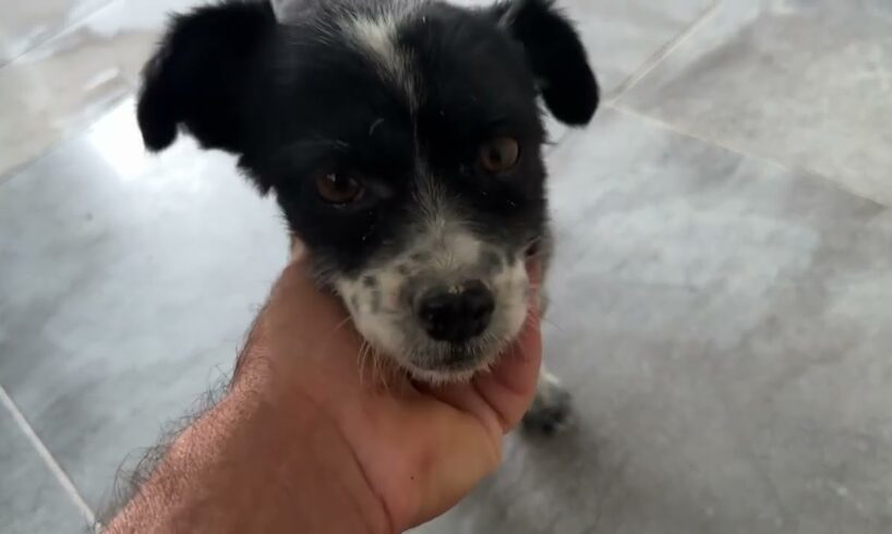 The Dog from the Accident tried to Escape! - Takis Shelter