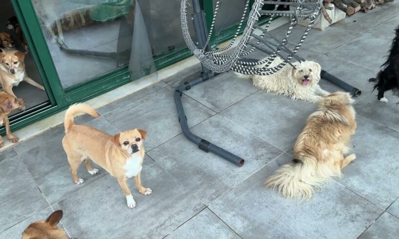 The Dogs are Not getting Adopted! I Need Help! - Takis Shelter