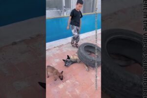 The Emergency Rescue Dog Rescued Her Baby In An Emergency. Motherly Love Is So Great.#Shorts
