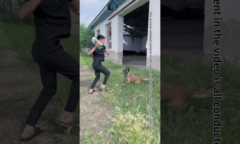 The Owner's Bag Was Stolen, And The Emergency Rescue Dog Subdued The Bad Guy#Shorts