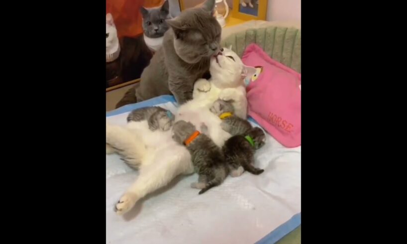 The cutest couple | Adorable cats