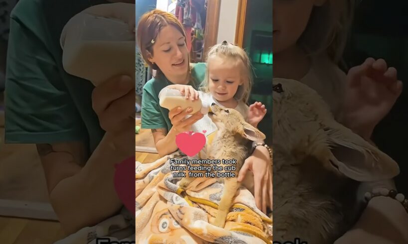 This kind man rescued an orphaned fox cub #shorts