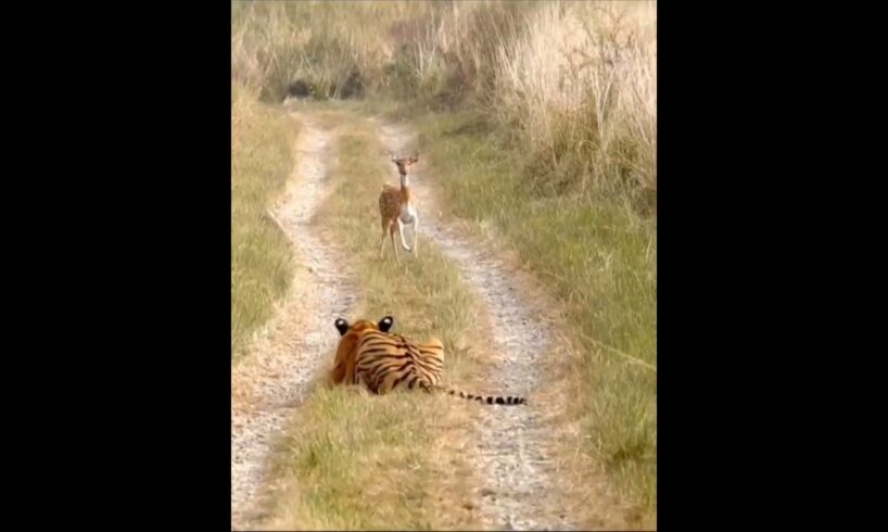 Tiger Attack Fawn(Deer Cubs). please subscribe my YouTube #cats #animal #tiger #viral #ranthambor
