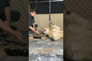 Tiger wants to play #lion #foryou #lioncub